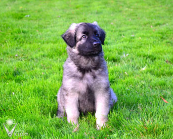 Carrera at 7 Weeks