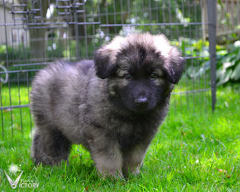 Cobra at 7 Weeks