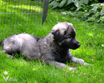 Corvette at 7 Weeks
