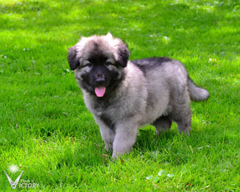 Cuda at 7 Weeks