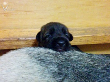 Ducati at 2 Weeks