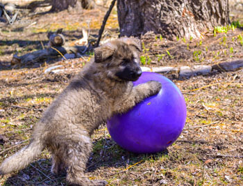 Bristol at 8 Weeks