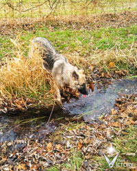 Chassis in the creek