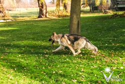 Chassis in full stride