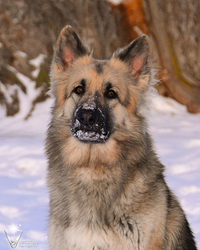 Chassis Headshot