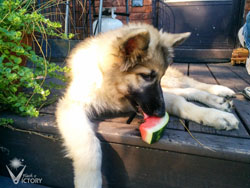Chassis with a watermelon slice