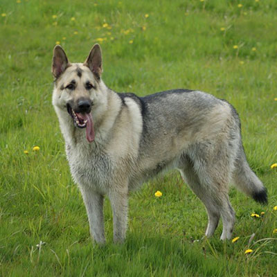 Chassis's Sire Dexter