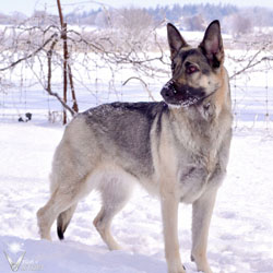 Dam: Hemi