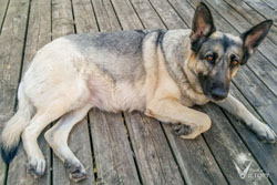 Hemi Laying on Deck