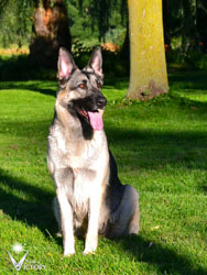 Dam: Hemi