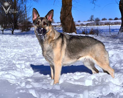 Dam: Hemi