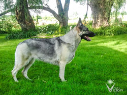 Hemi Standing in the Grass