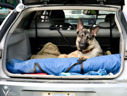 Young Hemi in the back of the Magnum