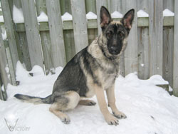 Young Hemi sitting in the snow