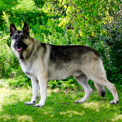 Hemi's Sire Buckshot