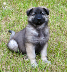 Piston at 3 months