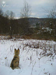 Piston overlooking the land