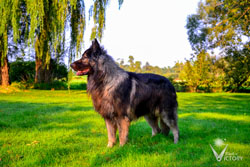 Piston standing in the yard