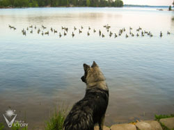 Piston watching the geese