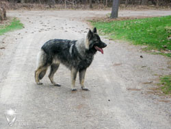 Piston exploring the park