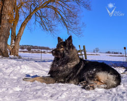 Piston laying in the snow