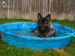 Piston laying in the pool