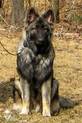 Piston at 6 months