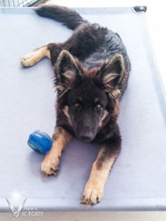 Rivet on the Dog Cot