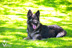 Rivet laying in the grass