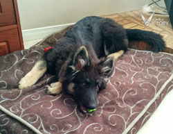 Rivet on the Bed