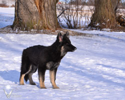 Rivet in the Snow