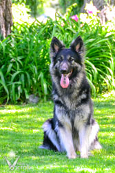 Rivet sitting in the grass