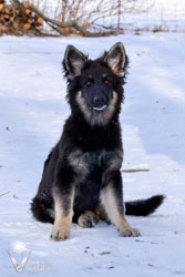 Rivet Sitting in the Snow