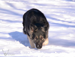 Rivet Stalking in the Snow