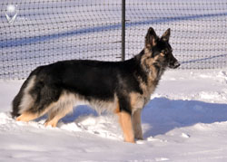 Rivet Standing in Snow