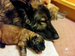 Hope and her baby Bristol
