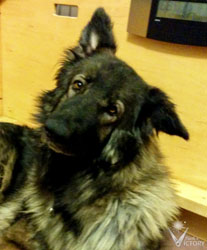 Hope's sweet head tilt